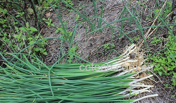 果蔬百科野葱的功效与作用-0