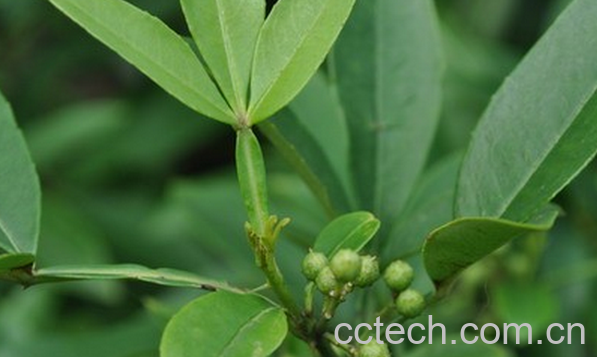 果蔬百科竹叶椒的药用功效与用法-0