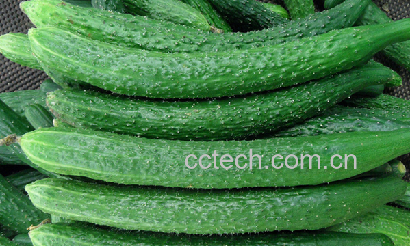 果蔬百科适合生吃的蔬菜有哪些-0