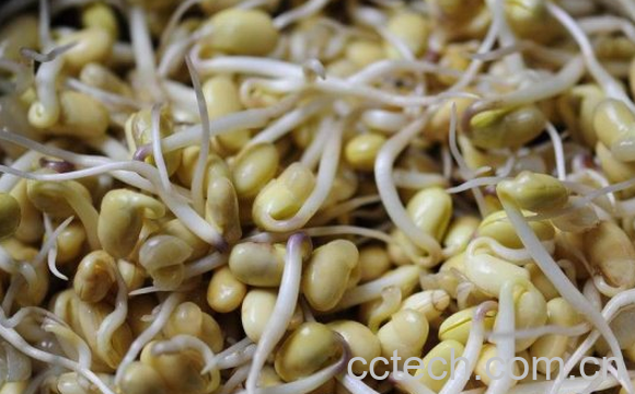 果蔬百科黄豆芽的功效与作用-0