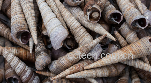 果蔬百科锥螺的功效与作用-0