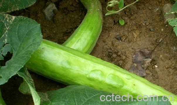 果蔬百科越瓜的功效与作用-0