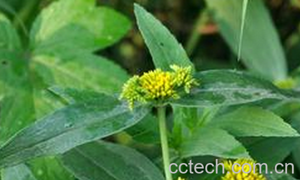 果蔬百科风花菜的功效与作用-0