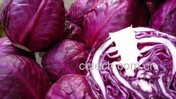 果蔬百科吃紫甘蓝的好处有哪些-0