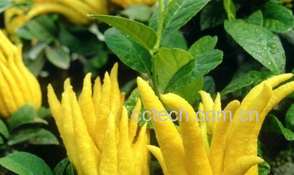 果蔬百科佛手的药用价值与功效-0