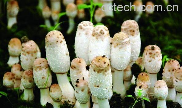 果蔬百科鸡腿菇怎么做好吃 鸡腿菇的做法-0