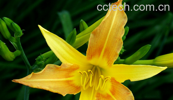 果蔬百科黄花菜有毒吗-0