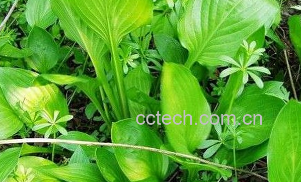 果蔬百科哪些野菜不能吃-0