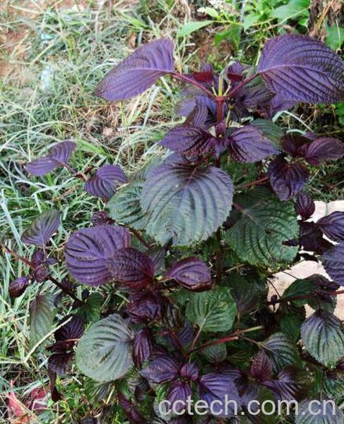 果蔬百科紫苏叶的功效与作用 紫苏叶食用方法-0