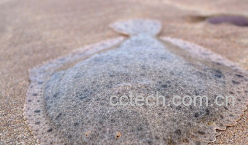 果蔬百科大菱鲆图片 大菱鲆怎么做好吃-0