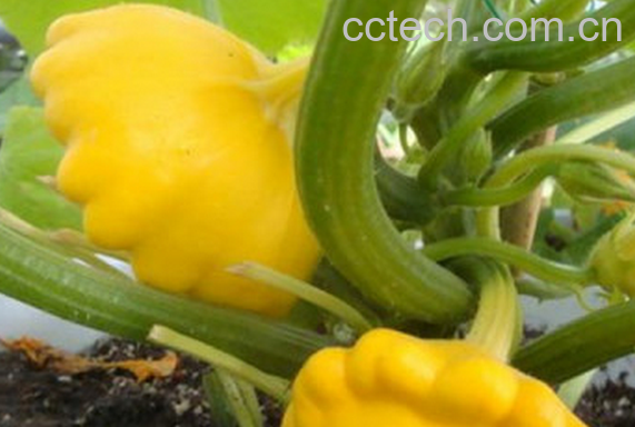 果蔬百科飞碟瓜的功效与作用-0