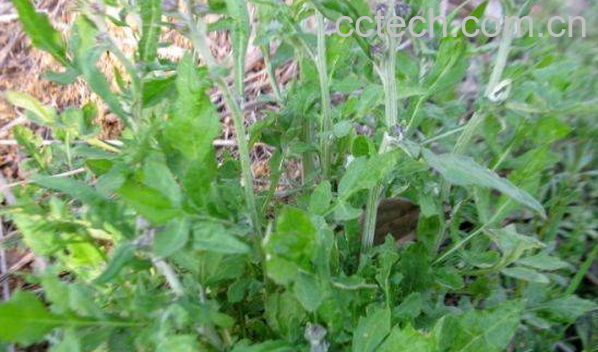 果蔬百科泥胡菜的食用方法-0