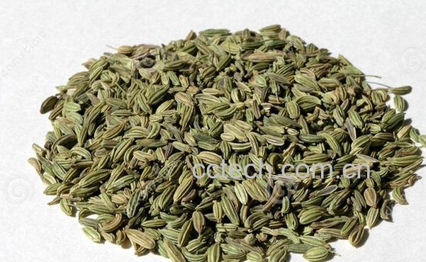 果蔬百科茴香籽的功效与作用-0