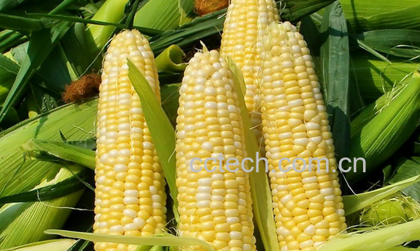 果蔬百科哪些人不能吃玉米-0