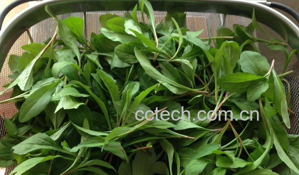 果蔬百科马兰头的功效与作用-0