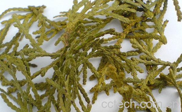 果蔬百科侧柏叶泡酒的功效与作用-0