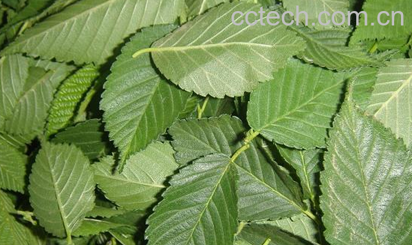 果蔬百科榆树叶的功效与作用-0