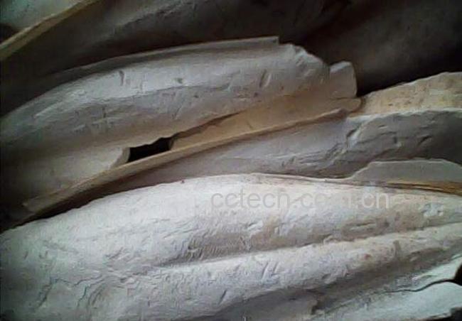 果蔬百科海螵蛸图片 海螵蛸的功效与作用-0