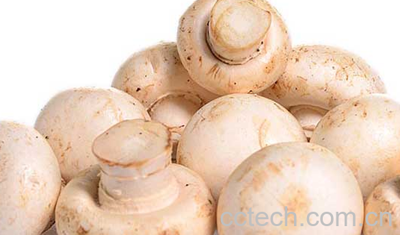 果蔬百科口蘑的功效与作用-0