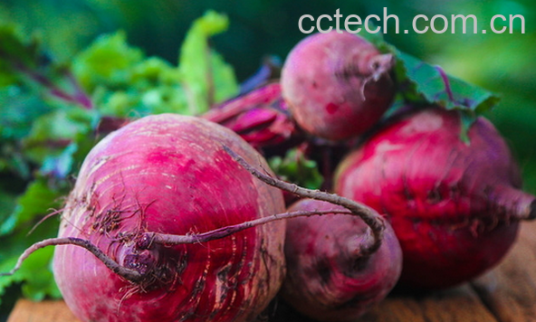 果蔬百科甜菜根的功效与作用-0