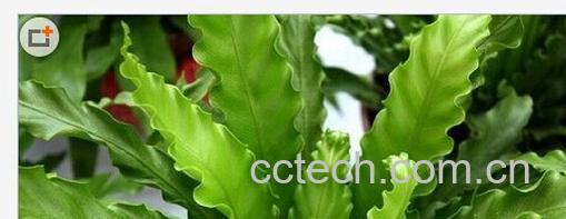 果蔬百科鸟巢蕨-0