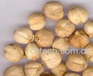 果蔬百科白豆蔻图片 白豆蔻的功效与作用-0