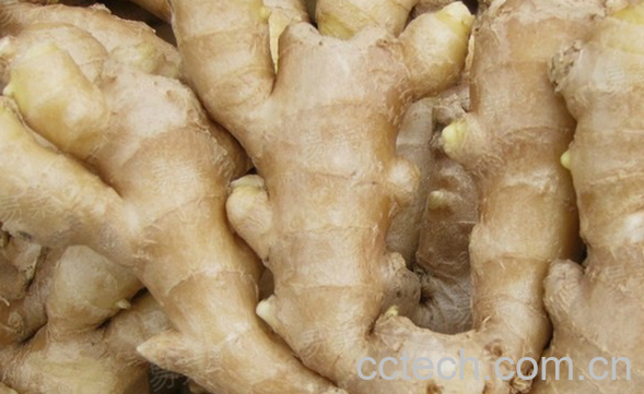 果蔬百科生姜的妙用-0