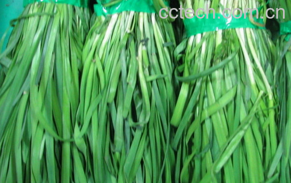 果蔬百科春天吃韭菜的好处有哪些-0