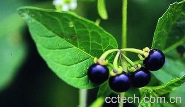 果蔬百科龙葵怎么做好吃-0