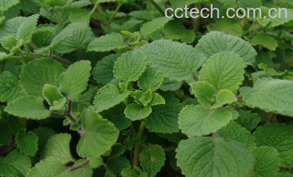 果蔬百科香茶菜怎么做好吃 香茶菜的常见做法-0