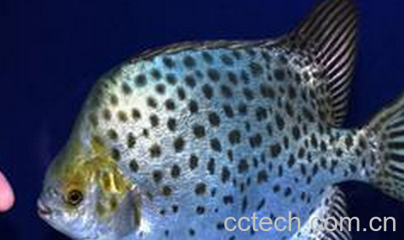 果蔬百科金钱鱼的功效与作用-0