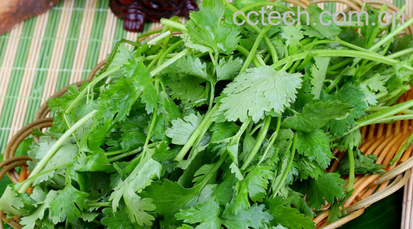 果蔬百科香菜的营养价值与功效-0