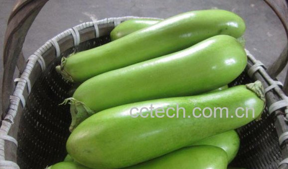 果蔬百科绿茄子的营养价值与功效-0