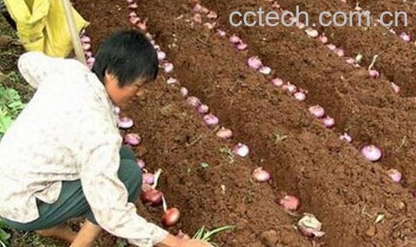 果蔬百科洋葱怎么种植的 洋葱的播种时间和管理方法-0