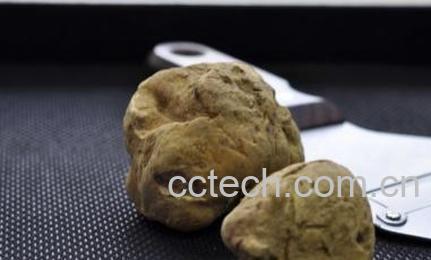 果蔬百科白松露菌的做法介绍-0