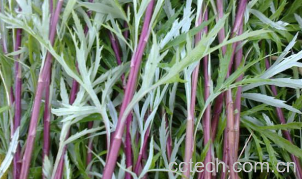 果蔬百科藜蒿的功效与作用-0