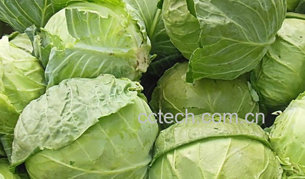 果蔬百科哪些蔬菜能补钙-0