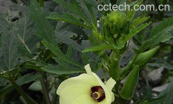 果蔬百科黄秋葵的营养价值-0