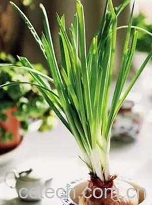 果蔬百科家里养洋葱好吗 在家怎样种洋葱-0