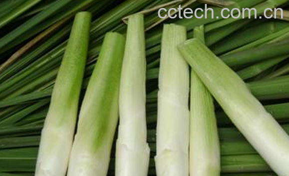 果蔬百科吃茭白的好处-0