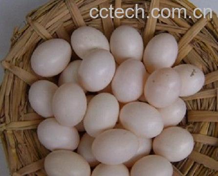 果蔬百科鸽子蛋的功效与作用-0