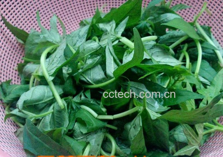 果蔬百科地瓜蔓怎么做好吃-0