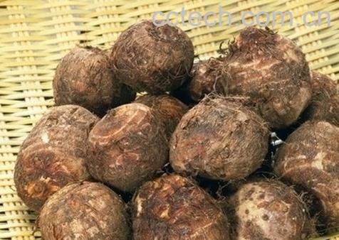 果蔬百科毛芋头的功效与作用-0