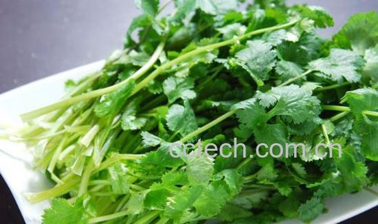 果蔬百科香菜怎么做好吃-0