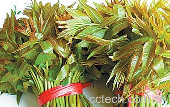 果蔬百科吃香椿的禁忌-0