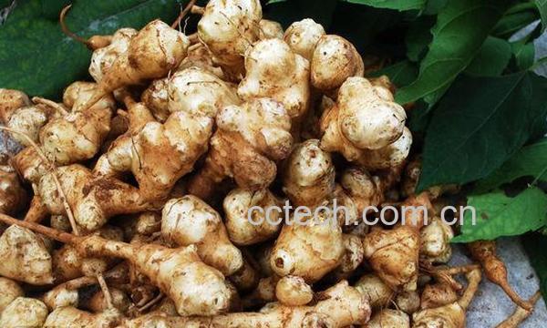 果蔬百科鬼子姜怎么腌 腌鬼子姜方法-0