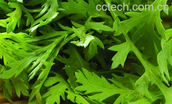 果蔬百科芹菜叶的功效与作用-0