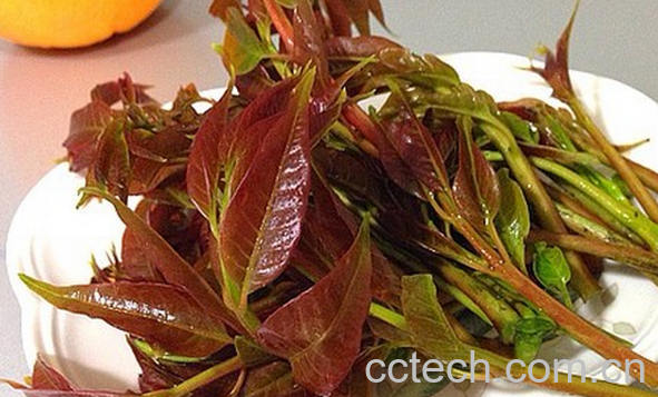 果蔬百科香椿的营养价值与功效-0