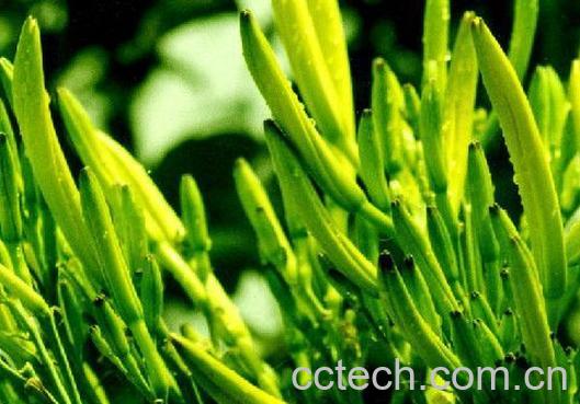 果蔬百科金针菜长什么样子 金针菜有毒吗-0