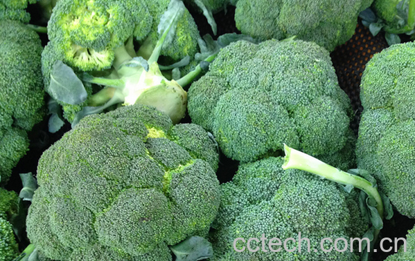 果蔬百科吃西兰花的好处有哪些-0